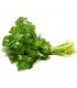 Cilantro fresco - Gran Calidad - 1 Manojo