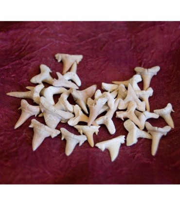 Dente de fósseis de tubarão - 1 cm - deserto do Sahara - novidade