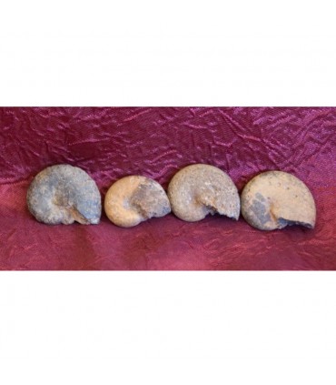 Amonite Fósil - 3 cm - Desierto del Sáhara - NOVEDAD