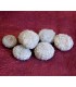 Fossil Hedgehog - 2 cm - Sahara Desert - NEW