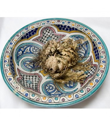 Rose of Jericho - A native East - Anastatica hierochuntica