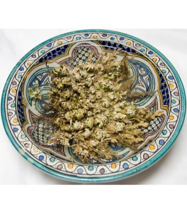 Rose of Jericho - A native East - Anastatica hierochuntica