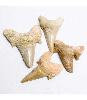 Diente de Tiburón Fósil - 3 cm - Desierto del Sáhara - NOVEDAD
