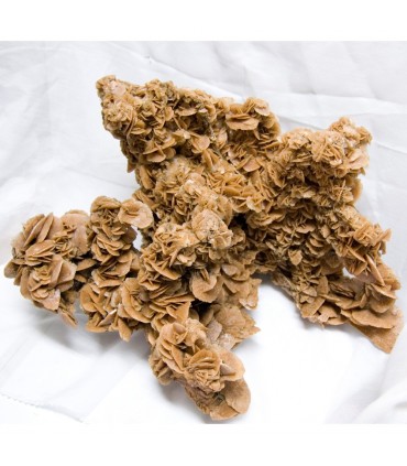 Sahara Desert Rose - Um de um tipo - HUGE