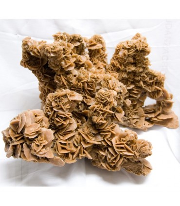 Rose du désert du géant - pièce unique - Sahara