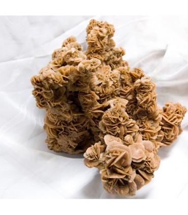 Rose von der Wüste der Sahara - Einzelstück - Riese