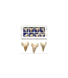 Dente de fósseis de tubarão - 5cm - deserto do Sahara - novidade
