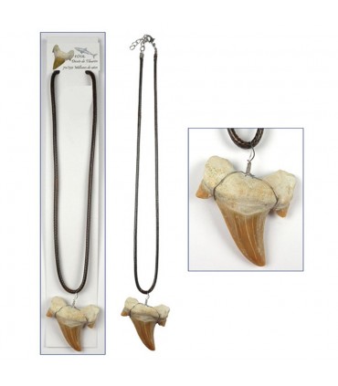 Diente de Tiburón Fósil - 3 cm - Desierto del Sáhara - NOVEDAD