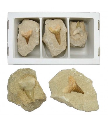 Diente de Tiburón Fósil Matriz - 12 cm - Desierto del Sáhara