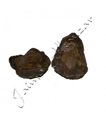 Trilobiten - natürliche Fossil - Rough - Original Stein - 13 cm