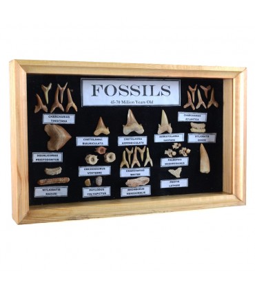 Collection fossils - 45-70 million years - glass display cabinet - new