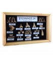 Sammlung Fossilien - 45 Millionen Jahre - Glas Vitrine - neue