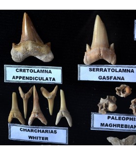 Vidro de fósseis - 45 milhões de anos - coleção exibir gabinete - novo