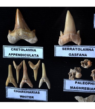 Bicchiere di raccolta fossili - 45 milioni anni - vetrina - nuovo