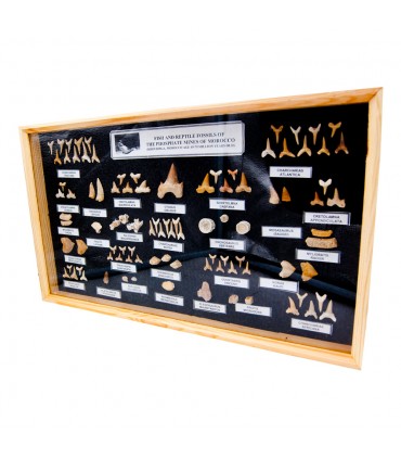 Grande collection de fossiles de dents de requin - Vitrine en verre