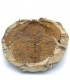 Trilobite - Fossile Naturel - Brut - Pierre Originale - 24 cm