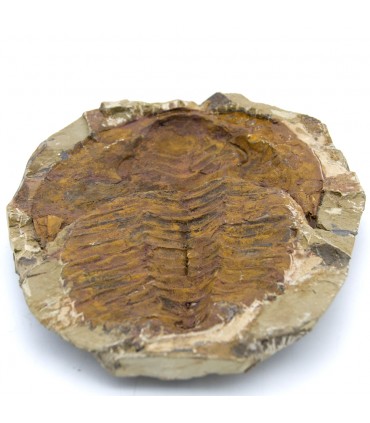 Trilobite - Fósil Natural - En bruto - Piedra Original - 24 cm