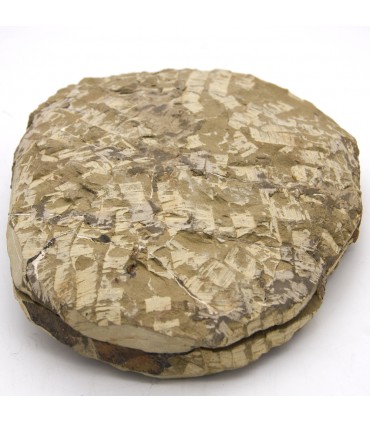 Trilobite - Fósil Natural - En bruto - Piedra Original - 24 cm