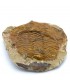 Trilobite - Natural Fossil - Rough - Original Stone - 24 cm