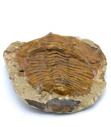 Trilobite - Fossile naturale - Ruvido - Pietra originale - 24 cm