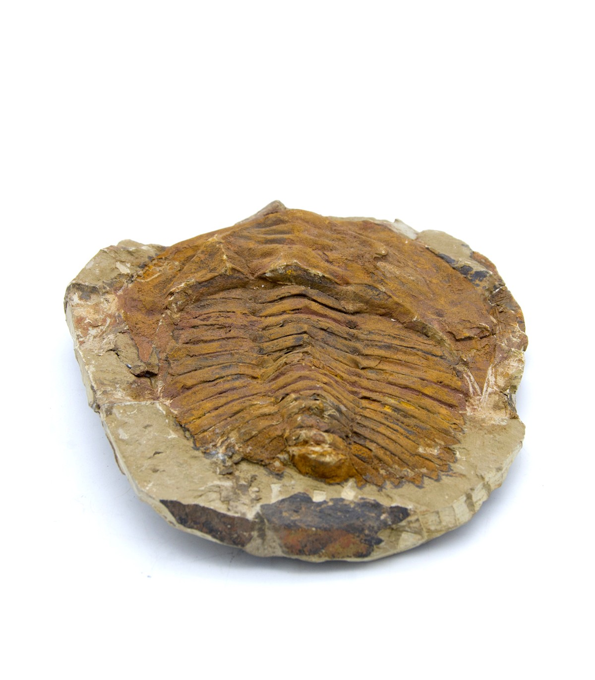 https://jaimaalkauzar.es/9250-superlarge_default_2x/trilobite-fosil-natural-en-bruto-piedra-original-24-cm.jpg