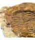Trilobite - Natural Fossil - Rough - Original Stone - 24 cm