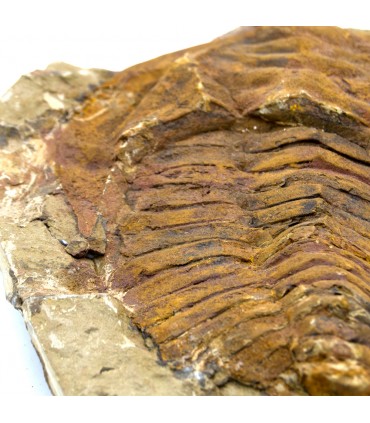 Trilobit - Naturfossil - Rau - Originalstein - 24 cm