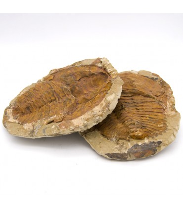 Trilobite - Fósil Natural - En bruto - Piedra Original - 13 cm