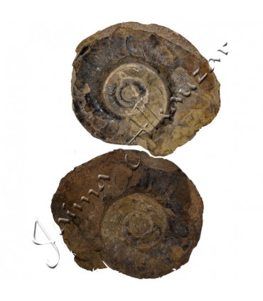 Ammonite Fossil - 4,5 cm - Sahara Desert - NOUVEAU