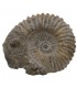 Anmonidea Fossil Ammonite - 14 cm - Du Maroc