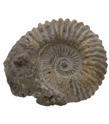Ammonite Fossil Anmonidea - 14 cm - Dal Marocco