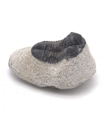 Zanzara trilobite su piedistallo - Marocco