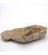 Trilobite - Natural Fossil - Rough - Original Stone - 10 cm