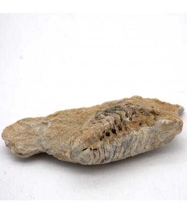 Trilobit - Naturfossil - Rau - Originalstein - 10 cm
