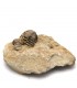 Trilobit - Naturfossil - Rau - Originalstein - 10 cm