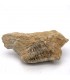 Trilobite - Fossile Naturel - Brut - Pierre Originale - 10 cm