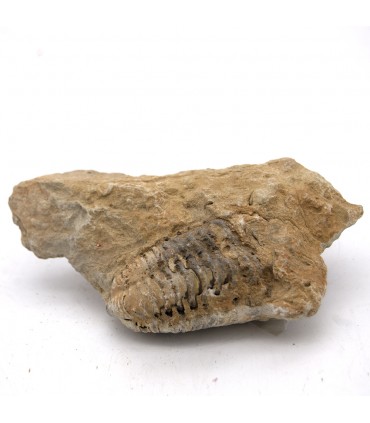 Trilobite - Natural Fossil - Rough - Original Stone - 10 cm