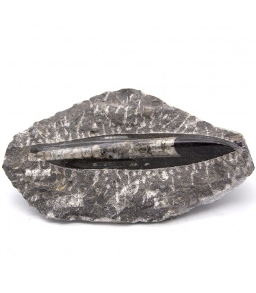 Ortosera Fossil Original - Modèle Poli - Désert du Sahara