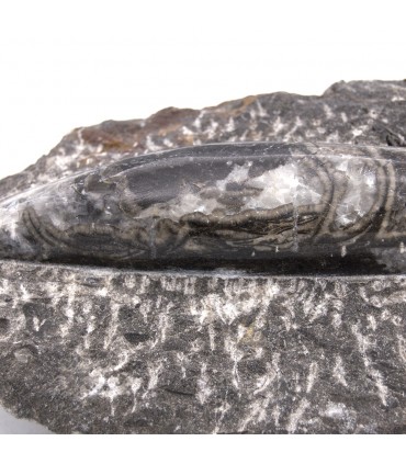 Ortosera Fossil Original - Modèle Poli - Désert du Sahara