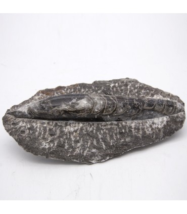 Ortosera Fossil Original - Modèle Poli - Désert du Sahara