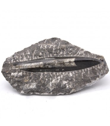 Original Fossil Ortosera - Polished Model - Sahara Desert