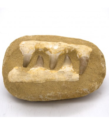 Dentadura Fóssil Dentes Tubarão Deserto Saara