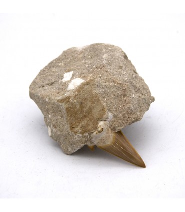 Dente di squalo fossilizzato - Deserto del Sahara