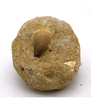 Dente de tubarão fossilizado - deserto do Saara