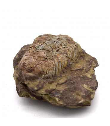 Trilobite - Fossile Naturel - Brut - Pierre Originale - 10 cm