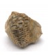 Trilobite - Fossile naturale - Ruvido - Pietra originale - 10 cm