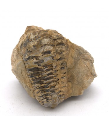 Trilobite - Natural Fossil - Rough - Original Stone - 10 cm