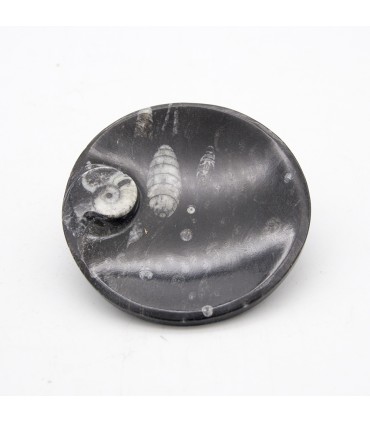 Cendrier fossile - Orthosera et ammonites