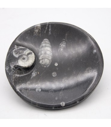 Cendrier fossile - Orthosera et ammonites