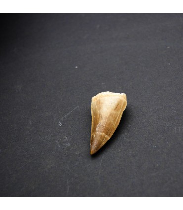 Versteinerter Haifischzahn - Sahara-Wüste - Einzelzahn - 450 Millionen Jahre